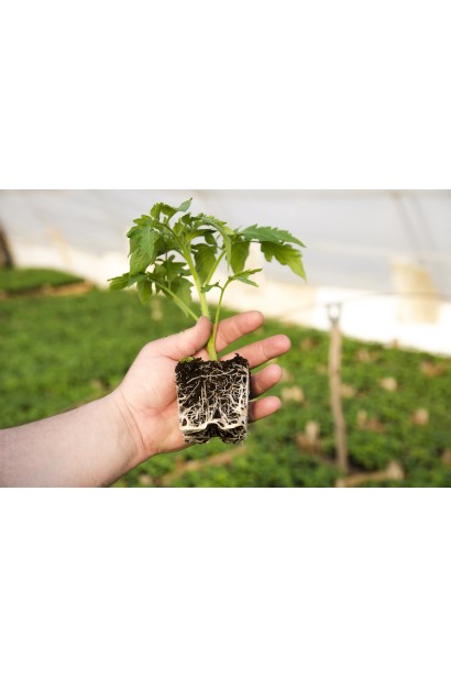 полісахариди дають рослині здатність вбирати більше поживних речовин і води, що споживається;